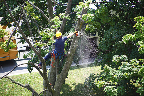 How Our Tree Care Process Works  in  West Frankfort, IL